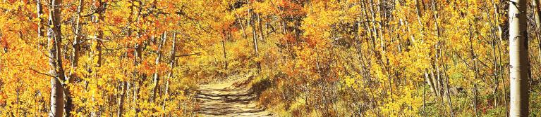 A dirt road winds through aspen trees in yellow fall foliage 